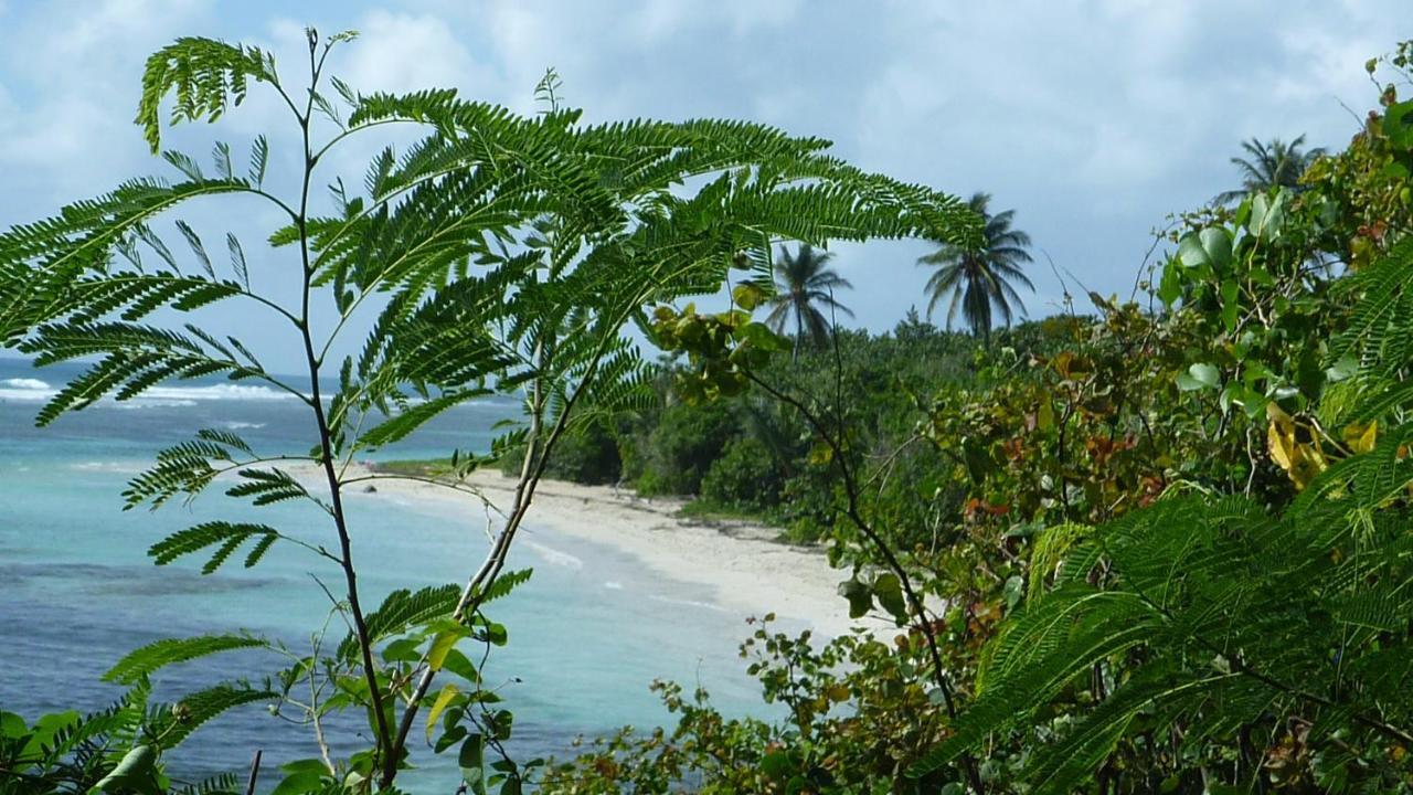 Surf Camp Kokoplaj, A 150M De La Plage Et Du Spot De Surf Сент-Анн Экстерьер фото